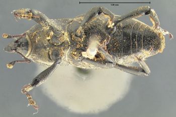 Media type: image;   Entomology 1039 Aspect: habitus ventral view